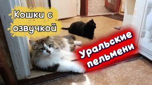 КОШКИ С ОЗВУЧКОЙ.