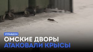 Омские дворы атаковали крысы / «Управдом» (22.01.26)