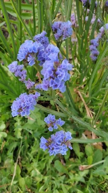 Выбираем семена цветов однолетников. Статица