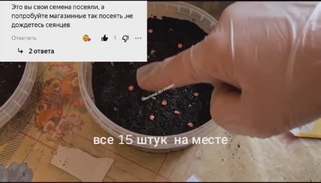100% всхожесть перца!!! Дождалась!!! Взошли 14 из 15 !!! Не верите? Смотрите сами!