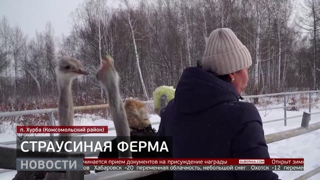 Холода не страшны: зимовка африканских страусов. Новости. 22/01/2026. GuberniaTV смотреть онлайн
