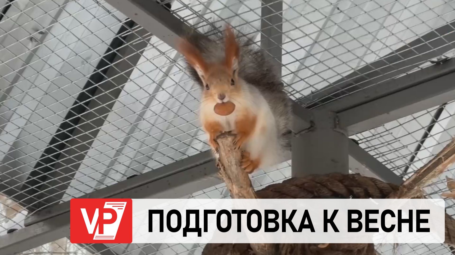 В ВОЛГОГРАДСКОМ ДЕНДРАРИИ ВЫРАЩИВАЮТ 1500 САЖЕНЦЕВ ДЛЯ ВЕСЕННЕГО ОЗЕЛЕНЕНИЯ смотреть онлайн