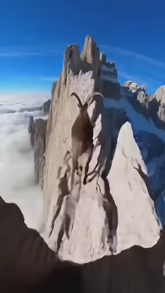 Горный козёл по горам. Правда или фейк? смотреть онлайн