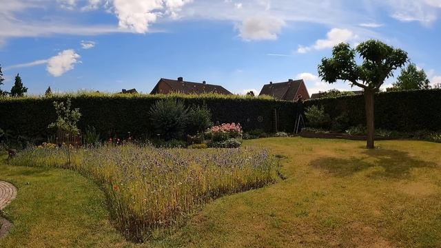 Стрижка живой изгороди из бука смотреть онлайн