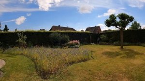 Стрижка живой изгороди из бука