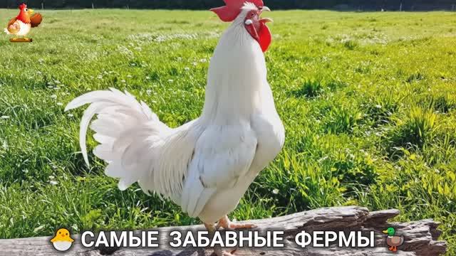 Веселые фермы и выращивание птиц, животных и растений (6) смотреть онлайн