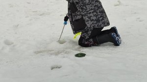 Форель на пасту.