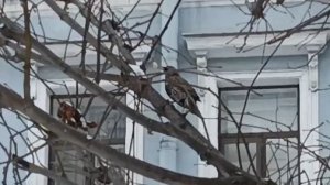 Скворец зимой на Фурштатской