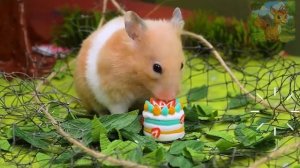 История маленького хомячка и семьи Чарльз — они помогают друг другу и движутся вперед рука об руку!