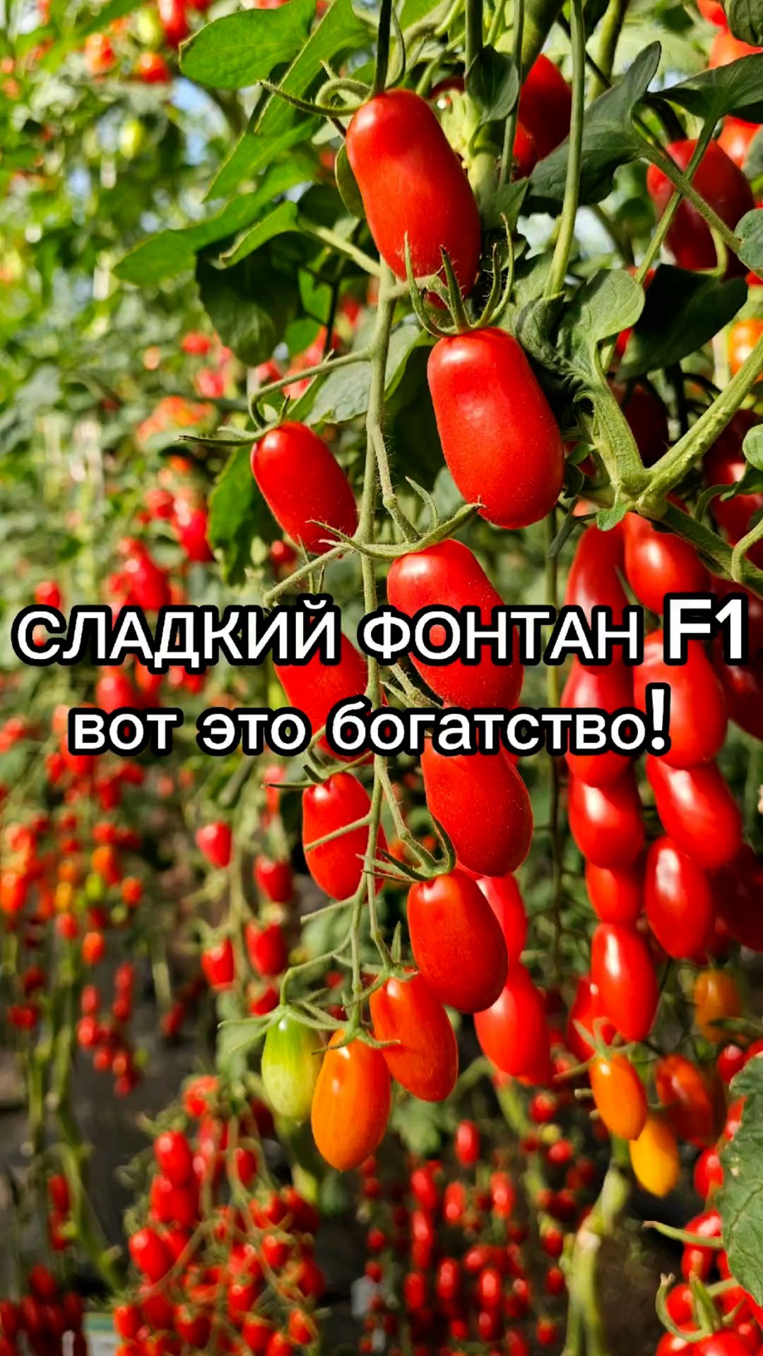 Очень урожайный черри! Почему мы советуем вырастить именно его? смотреть онлайн