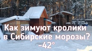 Зимовка кроликов в -42°С