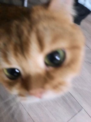 рисую котика