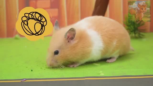 Маленький хомячок и Человек-паук играют в прятки — где спрятался хитрый Человек-паук смотреть онлайн