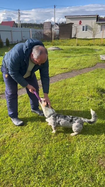 Крокодил смотреть онлайн