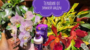 Обзор цветущих орхидей. Цитрусовые после покупки и применение Аминосила для адаптации