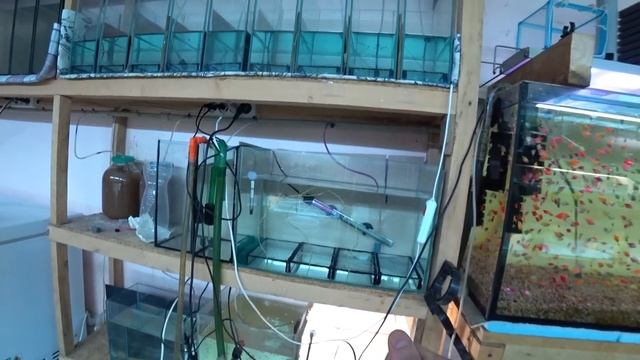 Почему не отнерестился Красный Неон? Данио на нерест смотреть онлайн