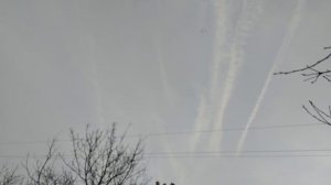 лёт бакинских голубей Бугая Алика🔥💯