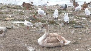 Море. Холодно. Утки - Лебеди