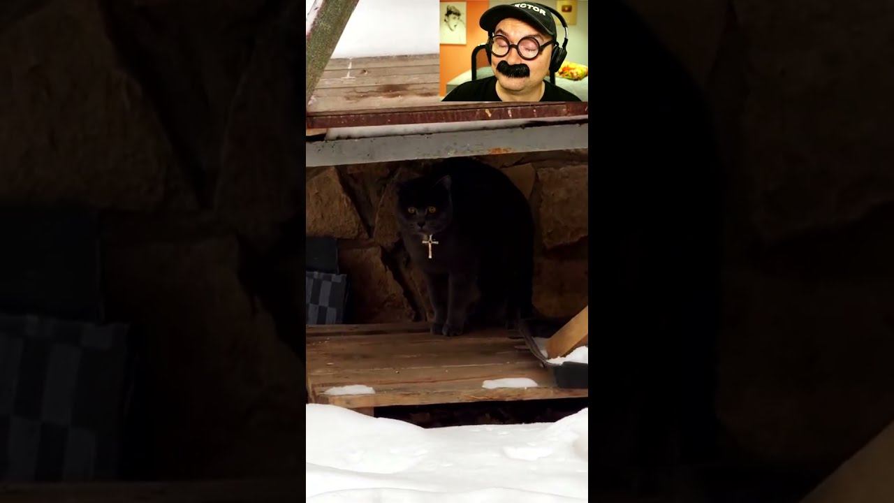 Котолический кот смотреть онлайн