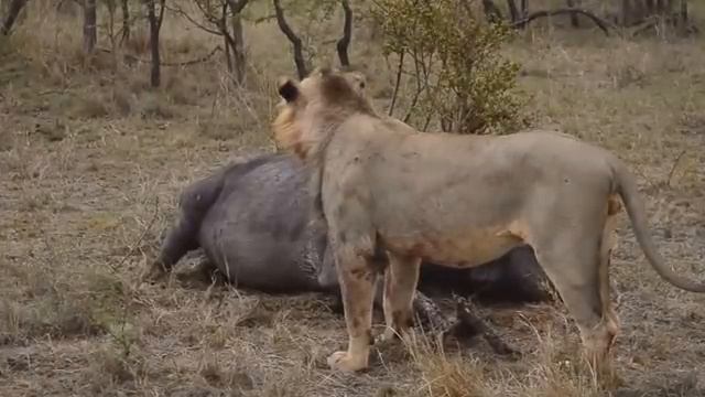 Охота 17. смотреть онлайн