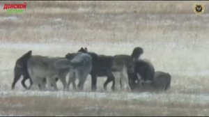 Охота на волка  - от этой песни стынет кров не только у зверей - но и у охотников