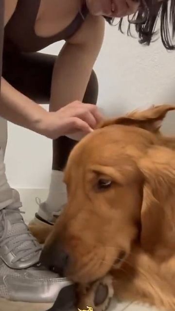 Забавные будни с золотистыми ретриверами