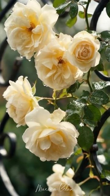 Прекрасные розы