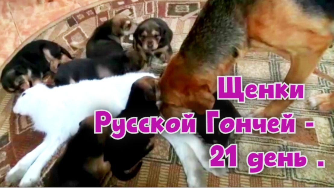 Щенки Русской Гончей - 21 день .#охотасгончей#собака #животные #топ #щенки#hunting смотреть онлайн