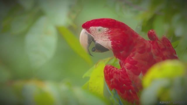 Непревзойденная глубина цветов природы в формате Dolby Vision смотреть онлайн