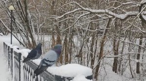 Пернатый дуэт. На мосту. Голуби. Снегопад. Москва. Январь 2026