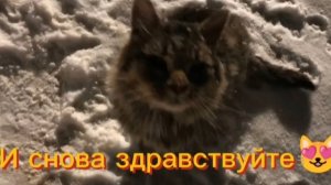 Зима, ночь и котик на прогулке