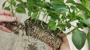 Рассада ПЕРЦА всходит через 2 ДНЯ, рассада здоровая, крепкая, удивительный результат