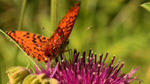 Самая красивая мелодия на свете! Эту музыку можно слушать вечно! красивая музыка
