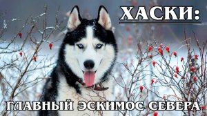 Сибирский Хаски: Самая Быстрая Ездовая Порода Собак | Интересные факты про хаски
