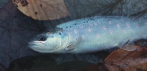 Горы Форель