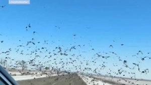 Стаи жаворонков мешают дорожному движению на трассах Ставрополья