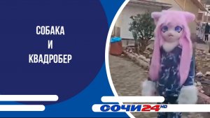 Собака и квадробер