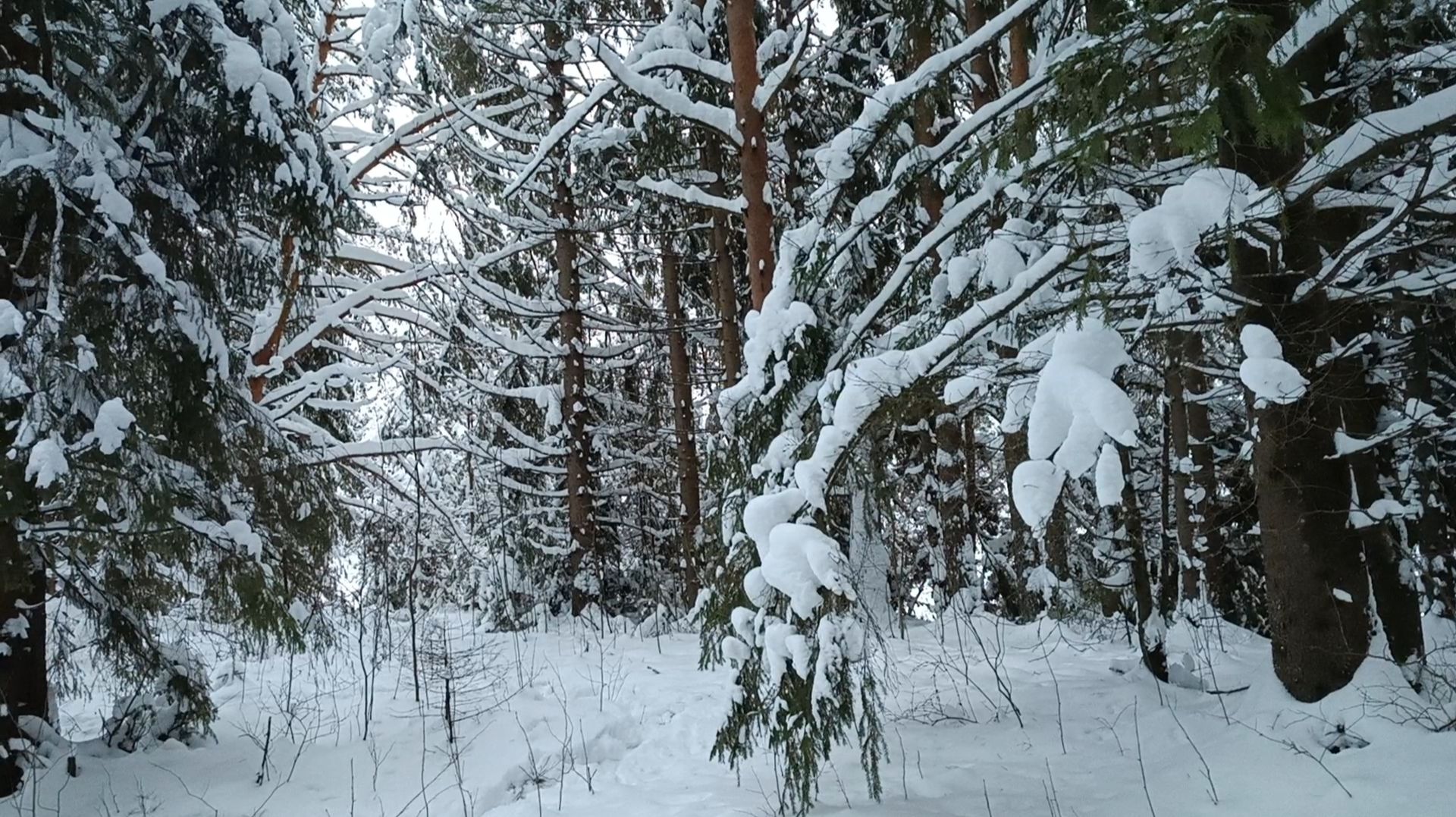 Волшебная музыка зимы смотреть онлайн