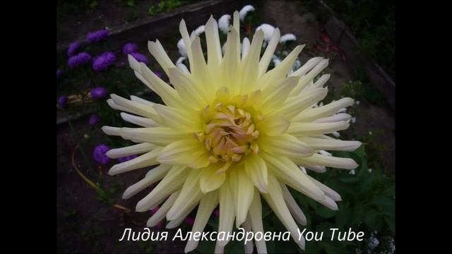 2146.  Георгины в моём саду.ВПЛ.