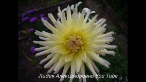 2146.  Георгины в моём саду.ВПЛ.