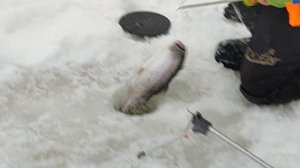 Форель на пасту. Основной водоём.