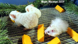 Какого ПЕРВОГО питомца ЛУЧШЕ завести для ребенка? #морская_свинка #хомячок #попугай