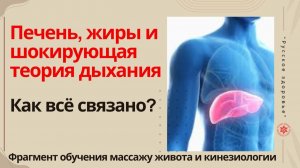 Печень, жиры и шокирующая теория дыхания. Как всё связано? Фрагмент обучения