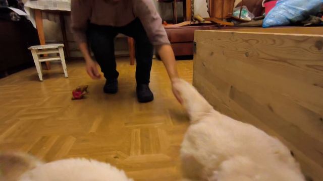 Щенки 42 дня смотреть онлайн