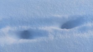 Что за зверь гулял по даче, будем расследовать.