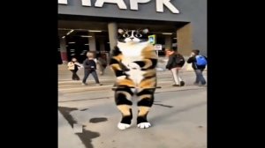 майнкрафт кот эдит