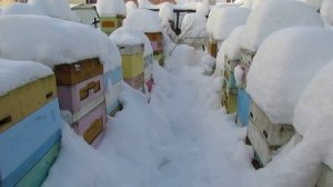 январь, давать или не давать подкормку пчелам в январе , 22.01.2026