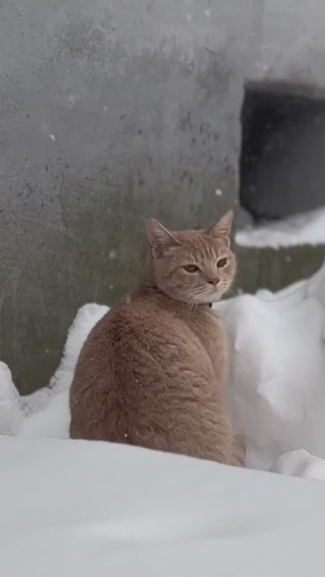 Зачем Вязьме так много снега? Часть 4 смотреть онлайн