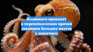 Осьминоги приводят к переосмыслению причин эволюции больших мозгов у животных