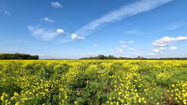 Лето, поле цветов смотреть онлайн